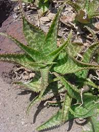 Image result for Aloe zebrina