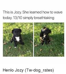 This Dog Is A 13 10 Cute Animals Cute Little Animals Cute Funny Animals