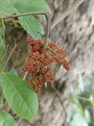Image result for Ampelocissus africana