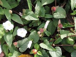 Image result for Operculina