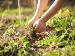 However, we've broken out the noxious weeds. these are weeds that are prohibited or controlled by law on a federal or state level. A Definition Of A Weed Lovethegarden