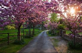 Pin By Anna Conte On What A Beautiful World Tree Lined Driveway Landscape Driveway Landscaping