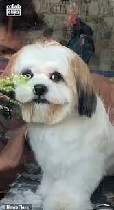Adopt toby a shih tzu. Shih Tzu Puppy Smiles When Owner Picks Him Up From The Groomer Curler Ruetir