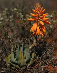 Image result for Aloe komatiensis