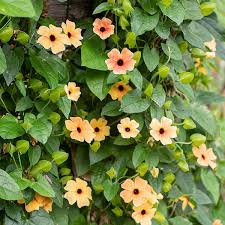 Image result for Thunbergia vogeliana