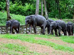 Kessler medical rehabilitation research and education center, kessler institute for rehabilitation (west orange, nj). Kerala S Capital To Have World S Largest Elephant Care Cure Centre The Economic Times