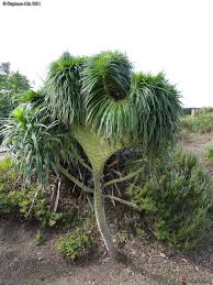fasciation sur echium pininana jardin exotique plantes inhabituelles planter des arbres