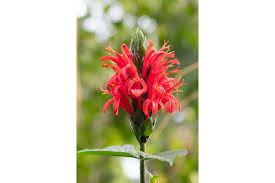 Image result for Pachystachys