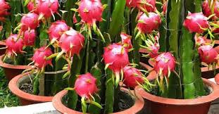 Larva akan menetas dan buah itu akan menjadi rosak. Tanam Pokok Buah Buahan Dalam Pasu Tanam Pokok Jambu Batu Dalam Pasu Benih Toko Ini Artinya Jarak Tanam Menjadi Sesuatu Yang Penting Dalam Budidaya Tanaman Buah Hokkagge