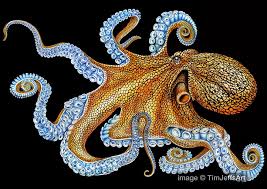 Timjeffsart Octopus Drawing Color Pencil Drawing Pencil Drawings