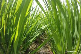 Maybe you would like to learn more about one of these? Schilfgras Im Garten Sorten Und Alles Uber Die Pflege Von Schilf