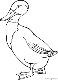 A realistic duck drawing is a fun way to show the importance this bird has on most cultures. Simple Realistic Duck Coloring Page Coloringall