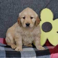 This intelligent dog was bred into existence by lord tweedmouth, who wanted a skilled retriever that was suited to the scottish climate, terrain and available game, according to the akc. Goldenretriever Goldenretrieverpuppy Goldenretrieverpuppies Goldenretrieverlovers Charming Puppiesofpinterest Golden Retriever Puppies Lancaster Puppies