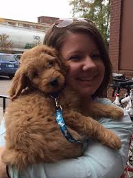 Molly the Goldendoodle — MinneapoLiz