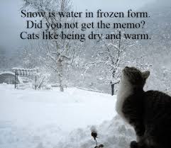 Winter Wonderland My Cough Lolcats Lol Cat Memes Funny Cats Funny Cat Pictures With Words On Them Funny Pictures Lol Cat Memes Lol Cats