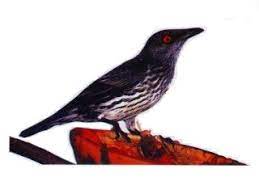 Burung murai batu merupakan salah satu jenis burung kicauan yang memiliki peminat yang besar di indonesia. Ooi S Fauna Malaysiana Birds 0 Burung1 Htm Ver 1 0 1997 2004 Last Updated 16 01 2004