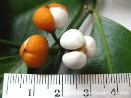 Image result for Suregada