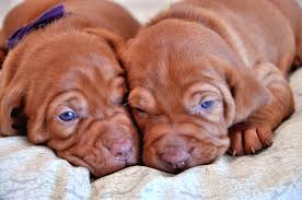 Use the options below to find your perfect canine companion! Gallery Current Litter Eylar Vizslas