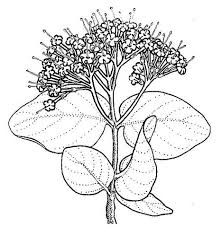 Image result for Crossopteryx