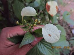 Image result for Pseudomussaenda