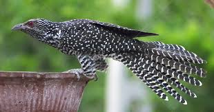 Asian Koel / Cuckoo - Female | Birds | Animals | Pixoto
