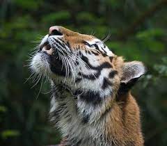 beautiful wildlife tiger by melrick my favorite animals beautiful wildlife wild cats
