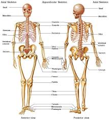 Muscles in the body diagram simple. Skeletal System Accessscience From Mcgraw Hill Education