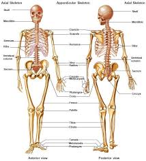 They are targeted at key stage 1 and explain everything from 'parts… Skeletal System Accessscience From Mcgraw Hill Education