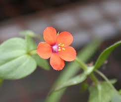 Image result for Anagallis barbata