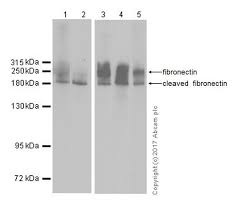 Anda boleh menonton perlawanan pasukan malaysia secara percuma di stesyen tv 1 dan astro arena. Anti Fibronectin Antibody Tv 1 Ab194395 Abcam