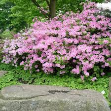 Was Sind Eigentlich Morbeetpflanzen Und Wie Konnt Ihr Diese In Eurer Gartengestaltung Einsetzen Wir Zeigen Euch We Azaleen Japanische Pflanzen Garten Pflanzen