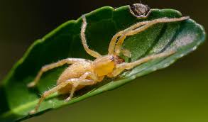 Pairs of eyes sit along the front of the face and top of the head, diminishing in size. Yellow Sac Spiders Facts Venom Habitat Information