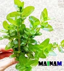 If this is your first planted tank, you can't go well, java moss the most popular freshwater live aquarium plant you'll find in the hobby. Mainam Bacopa Caroliniana Live Aquarium Plants Stems Bundle Freshwater Tropical Flowering Plant Decorations Buy Online In Bahamas At Bahamas Desertcart Com Productid 69216881