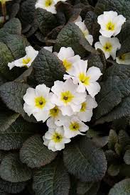 Image result for Primula