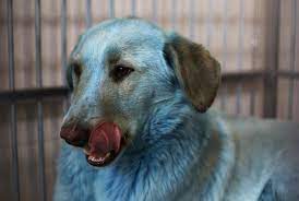 It is a chinese breed and known to be one of the world's oldest dog breeds, appearing as far back as 2,000 years ago.the chow chow and the shar pei are believed to share a lineage, since they are both known for their distinctive dark tongues. Stray Dogs With Bright Blue Fur Found In Russia Reuters Com