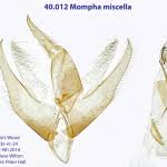 Image result for Mompha miscella