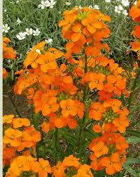 Wildflower Seed Siberian Wallflower Wildflower Wildflower Seeds Plants Uk Wallflower Plant