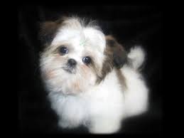 Shih tzu puppies for sale. Teacup Shih Tzu Puppies Cute Shihtzu Pups Playing Cutiest Baby Pet Puppy Compilation Youtube