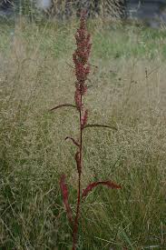 Image result for Rumex lanceolatus