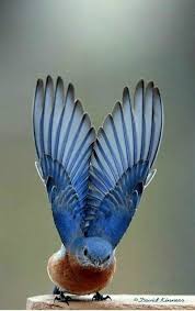 Birds Of Western New York State The Eastern Bluebird Is A Small Trush Found In Open Woodlands Farmlands Orchards It Is The State Bird Of Misso Animals Beautiful Pet Birds Beautiful Birds