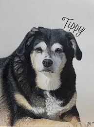 Custom pet portrait artist services