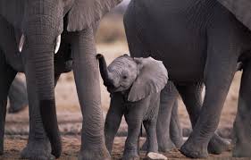 We did not find results for: Wallpaper Animals Nature Baby Elephants Mom Animals Elephants Images For Desktop Section Zhivotnye Download