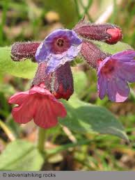 According to pulmonaria lovers, promising new varieties are. Pulmonaria Outdoors Slovenia
