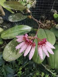 Image result for Bulbophyllum longiflorum