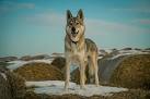 130 Best Czechoslovakian Wolfdog images | Czechoslovakian ...