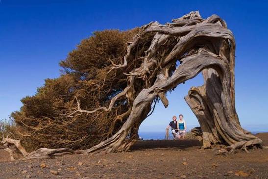 El Sabinar | El Hierro