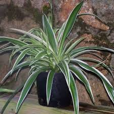 Image result for Chlorophytum perfoliatum