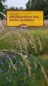 Ziergraser Im Garten In 2020 Garten Gestalten Garten Ziergarten