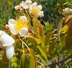 Image result for Tristachya superba