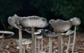 Image result for Ficalhoa laurifolia